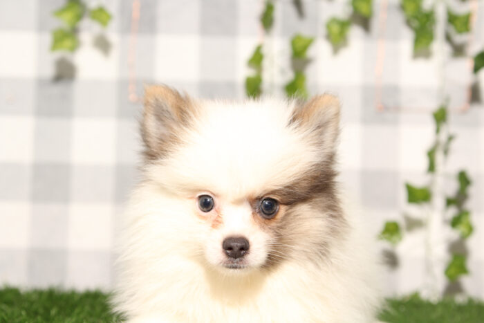 Mr.Krabs - Brown/White ACA Male Pomeranian Puppy - Image 2