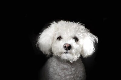 Bichon Frise in front of a plain black background