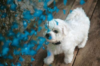 Bichon Frise puppy next to blue flowers