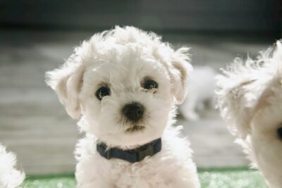 Closeup photo of Bichon Frise Puppy