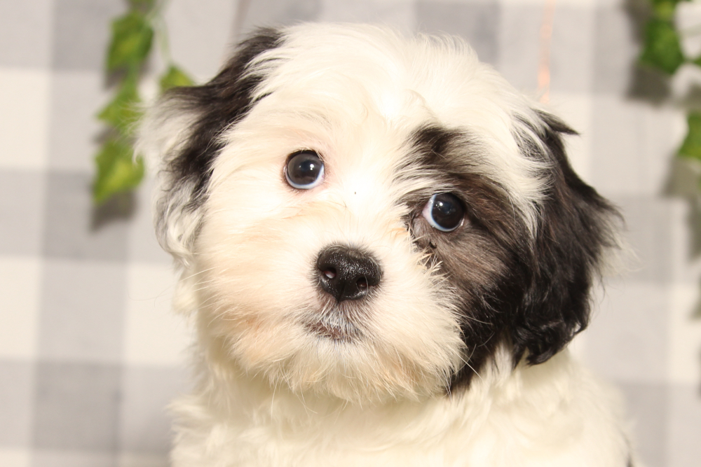 Kristoff - Black/White Male Teddy Bear Puppy