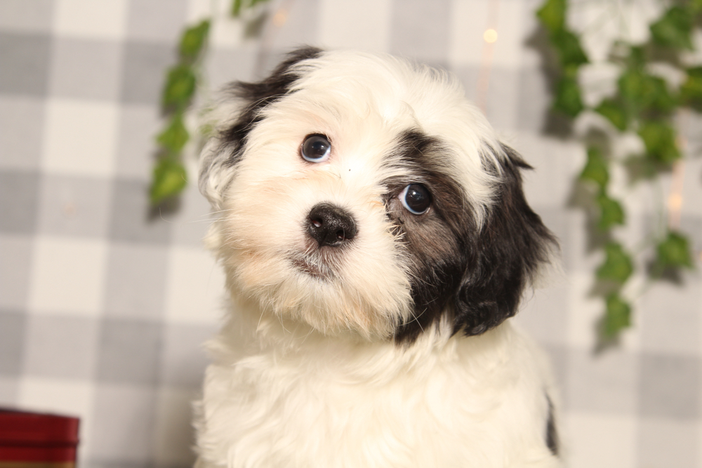 Kristoff - Black/White Male Teddy Bear Puppy - Image 2