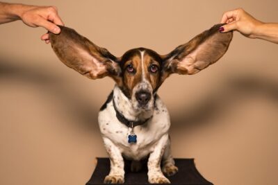 Basset Hound's Ears