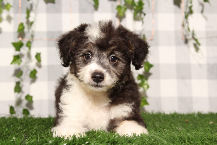 Larry - Black Male Aussiedoodle Puppy