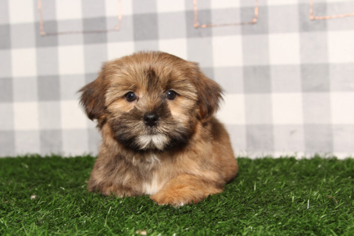 Larry - Brown Male Shorkie Puppy - Image 5