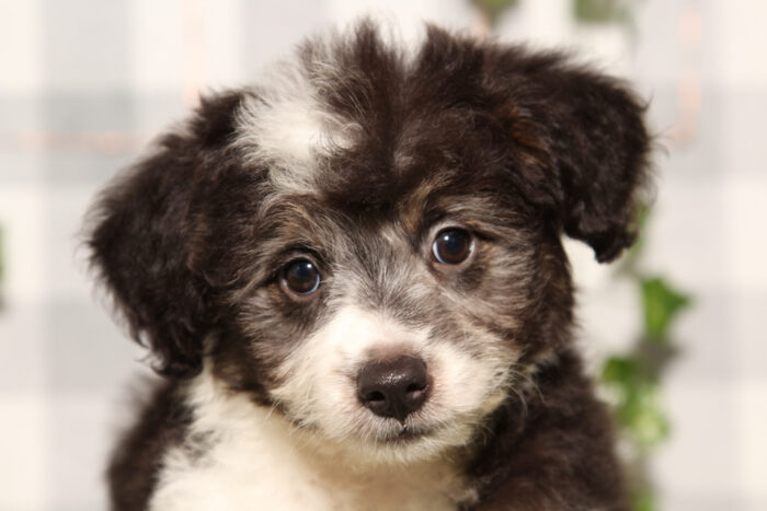 Larry - Black Male Aussiedoodle Puppy - Image 3