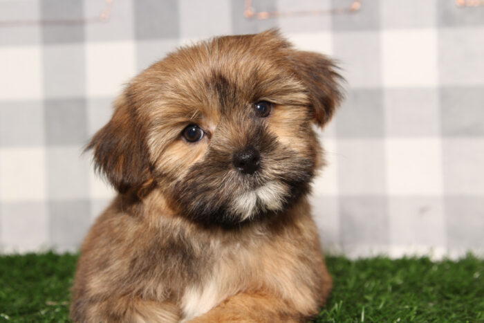 Larry - Brown Male Shorkie Puppy - Image 4