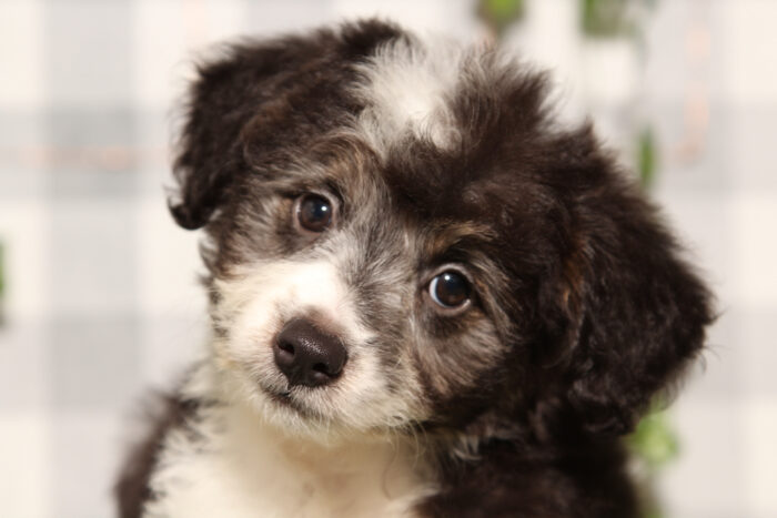 Larry - Black Male Aussiedoodle Puppy - Image 2