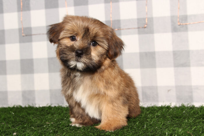 Larry - Brown Male Shorkie Puppy