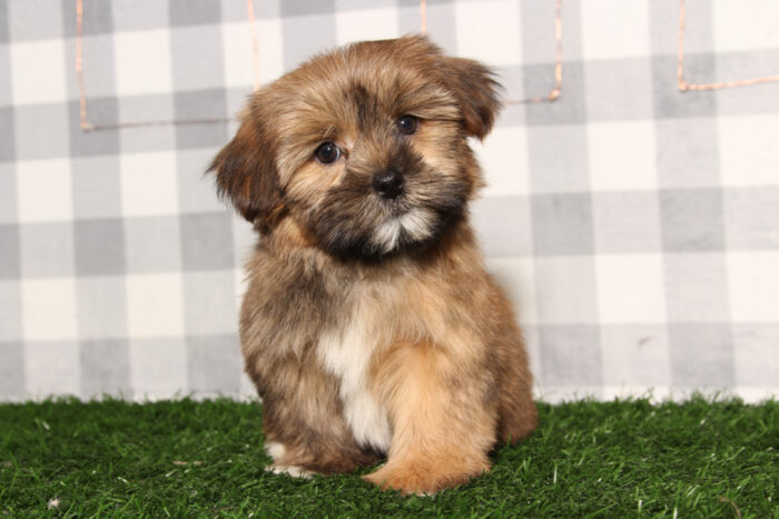 Larry - Brown Male Shorkie Puppy - Image 3