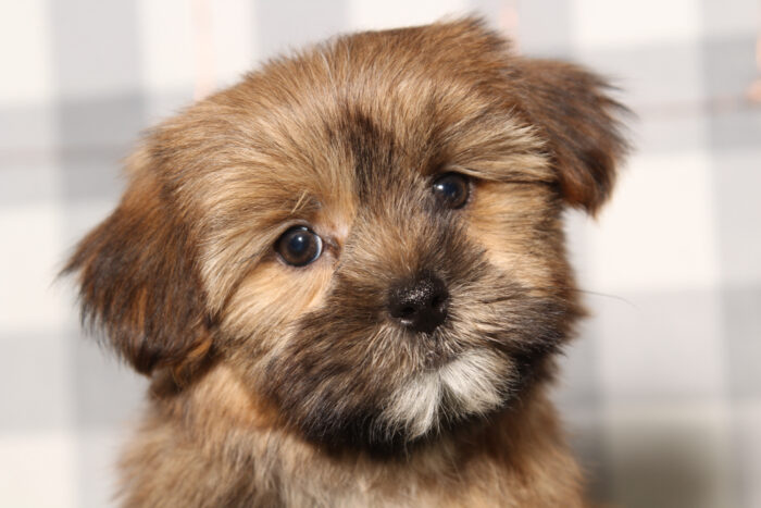 Larry - Brown Male Shorkie Puppy - Image 2