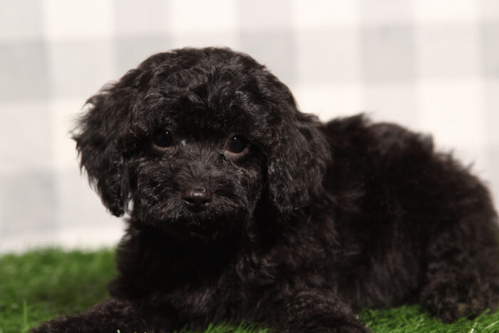 Leo - Male Cavapoo Puppy