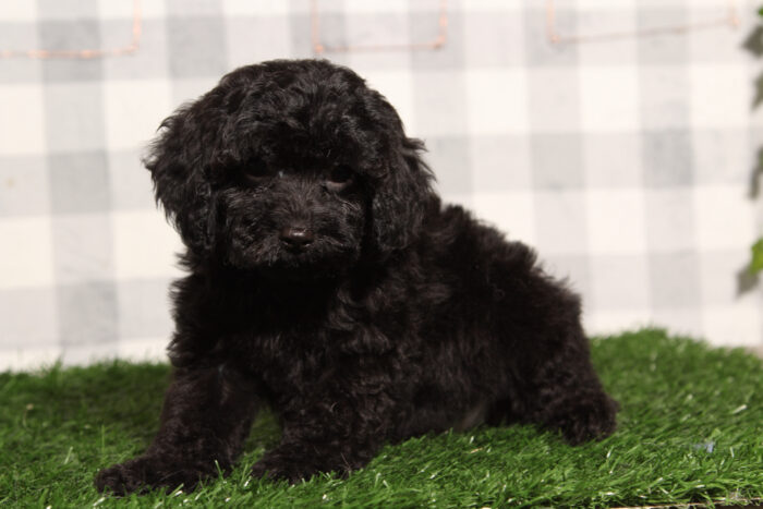 Leo - Male Cavapoo Puppy - Image 2