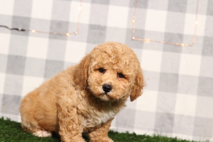 Liberty - Happy Poochon Male Puppy - Image 4