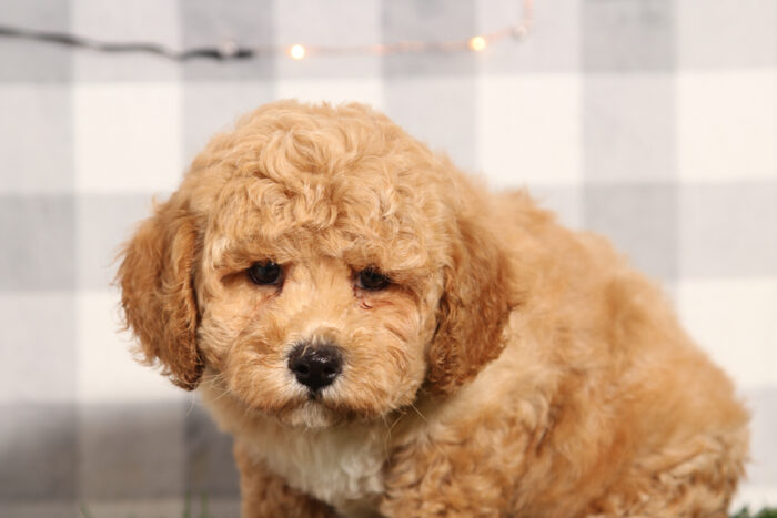 Liberty - Happy Poochon Male Puppy - Image 3