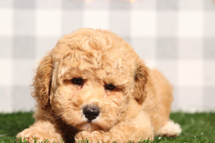 Liberty - Happy Poochon Male Puppy