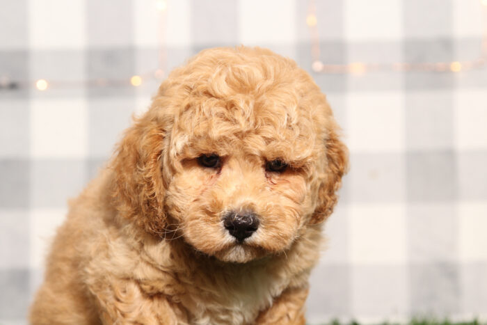 Liberty - Happy Poochon Male Puppy - Image 2