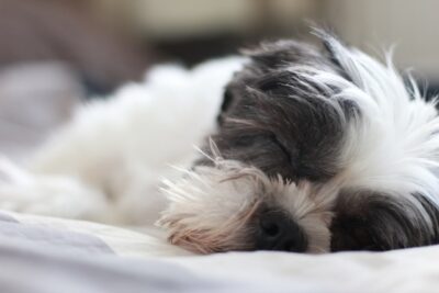 Shih Tzu sleeping