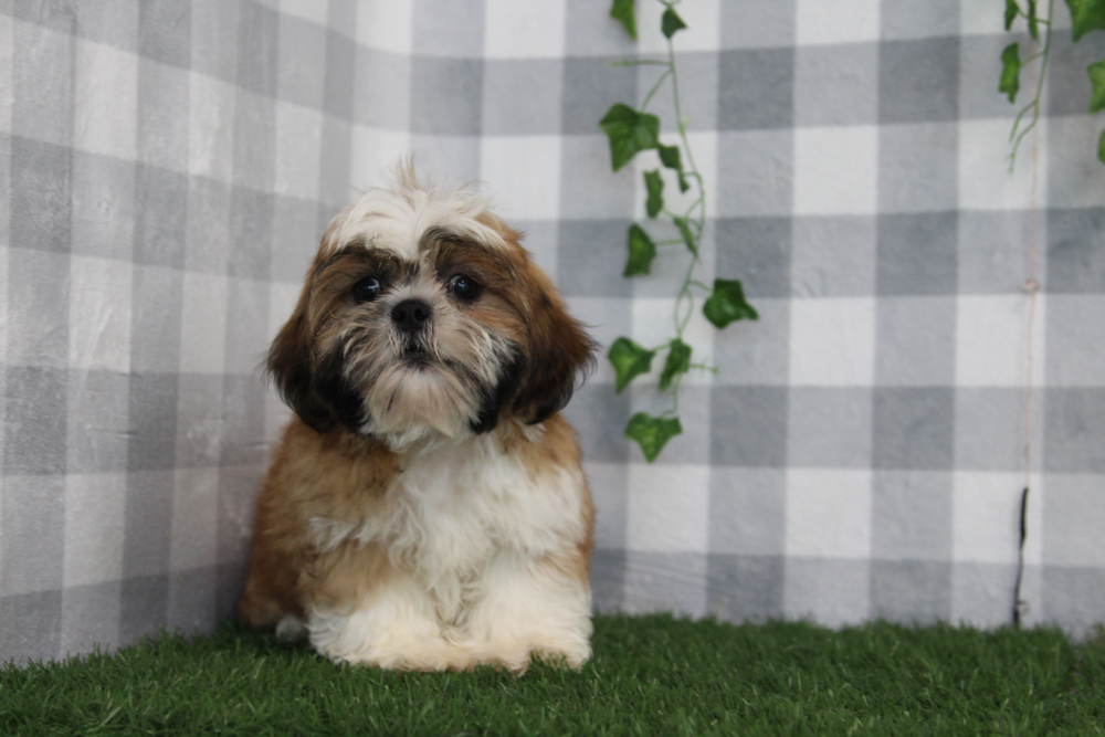 Logan - ACA Tri Male Shih Tzu Puppy