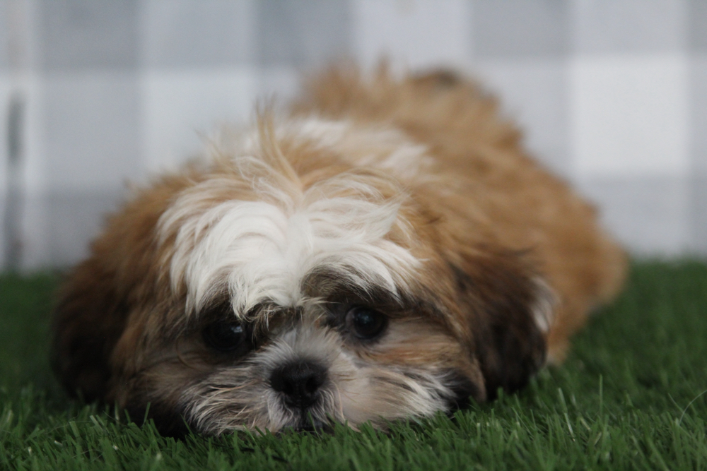 Logan - ACA Tri Male Shih Tzu Puppy - Image 3