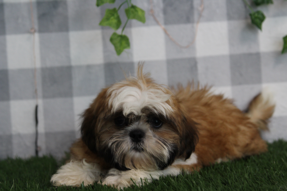 Logan - ACA Tri Male Shih Tzu Puppy - Image 2