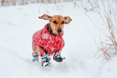 Dog Running Snow
