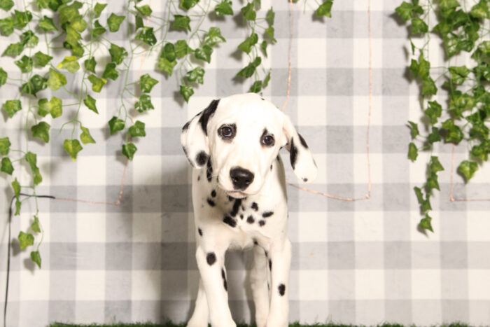 Luna - AKC Female Dalmatian Puppy - Image 2