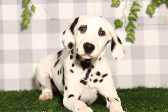 Luna - AKC Female Dalmatian Puppy