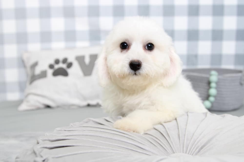 Lynn- Inquisitive White Female Bichon Puppy