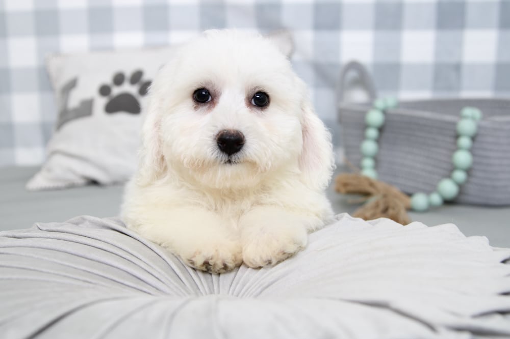 Lynn- Inquisitive White Female Bichon Puppy - Image 4