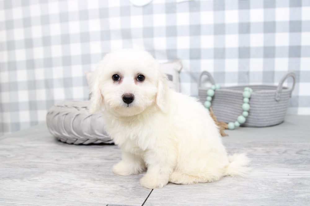 Lynn- Inquisitive White Female Bichon Puppy - Image 2