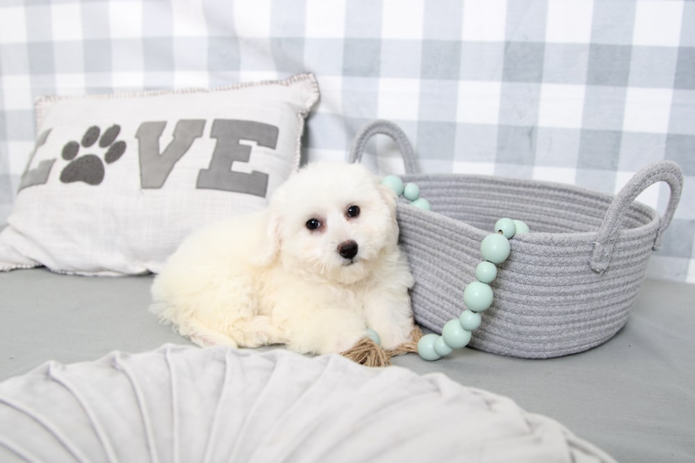 Lynn- Inquisitive White Female Bichon Puppy - Image 3