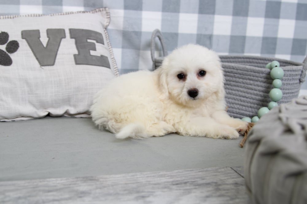 Lynn- Inquisitive White Female Bichon Puppy - Image 5