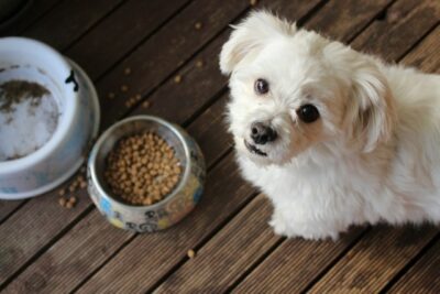 Small white dog beside a food bowl