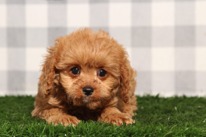 Malibu - Red Male Cavapoo Puppy - Image 4