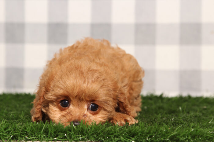 Malibu - Red Male Cavapoo Puppy - Image 3