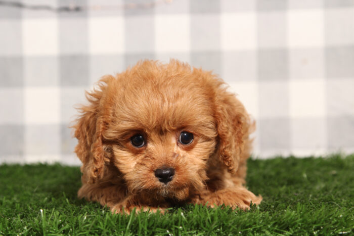 Malibu - Red Male Cavapoo Puppy - Image 2