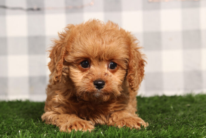 Malibu - Red Male Cavapoo Puppy