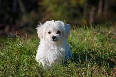 Maltese Puppy