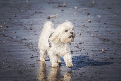 Maltese Dog on the beach