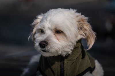 Maltese wearing dog clothes