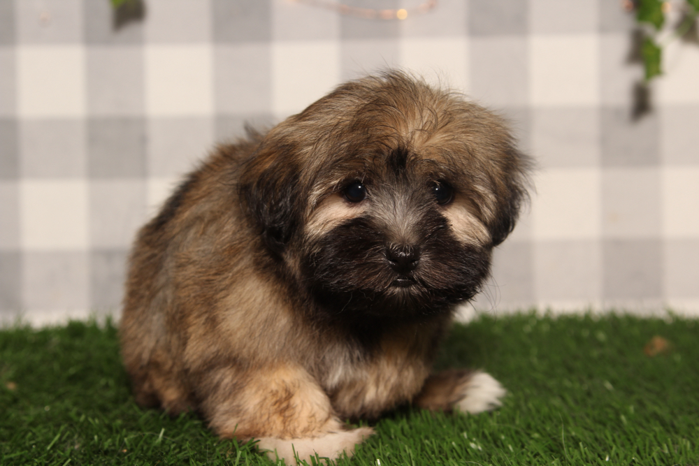 Maple - Brown Female Havanese Puppy - Image 3