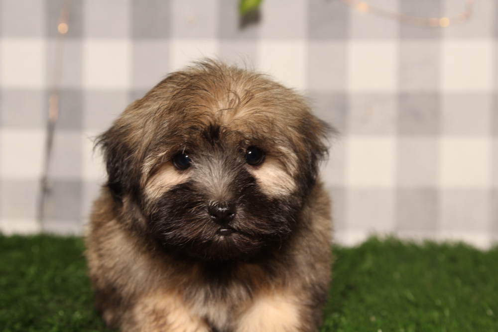 Maple - Brown Female Havanese Puppy - Image 2