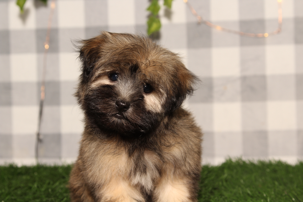 Maple - Brown Female Havanese Puppy