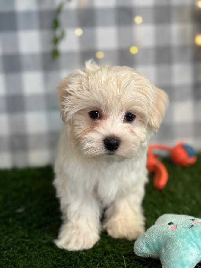 Mario - White ACA Male Maltese Puppy