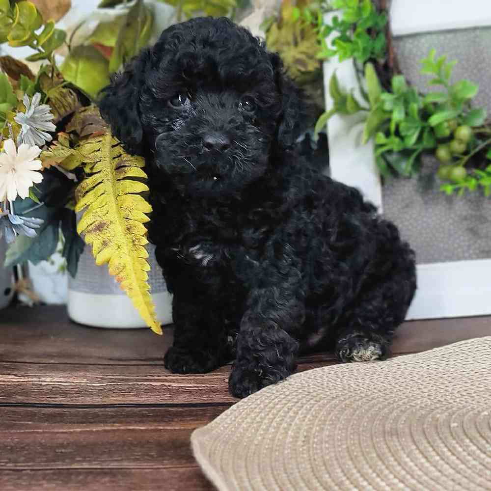 Mark -  Attractive Male Mini Poodle - Image 2