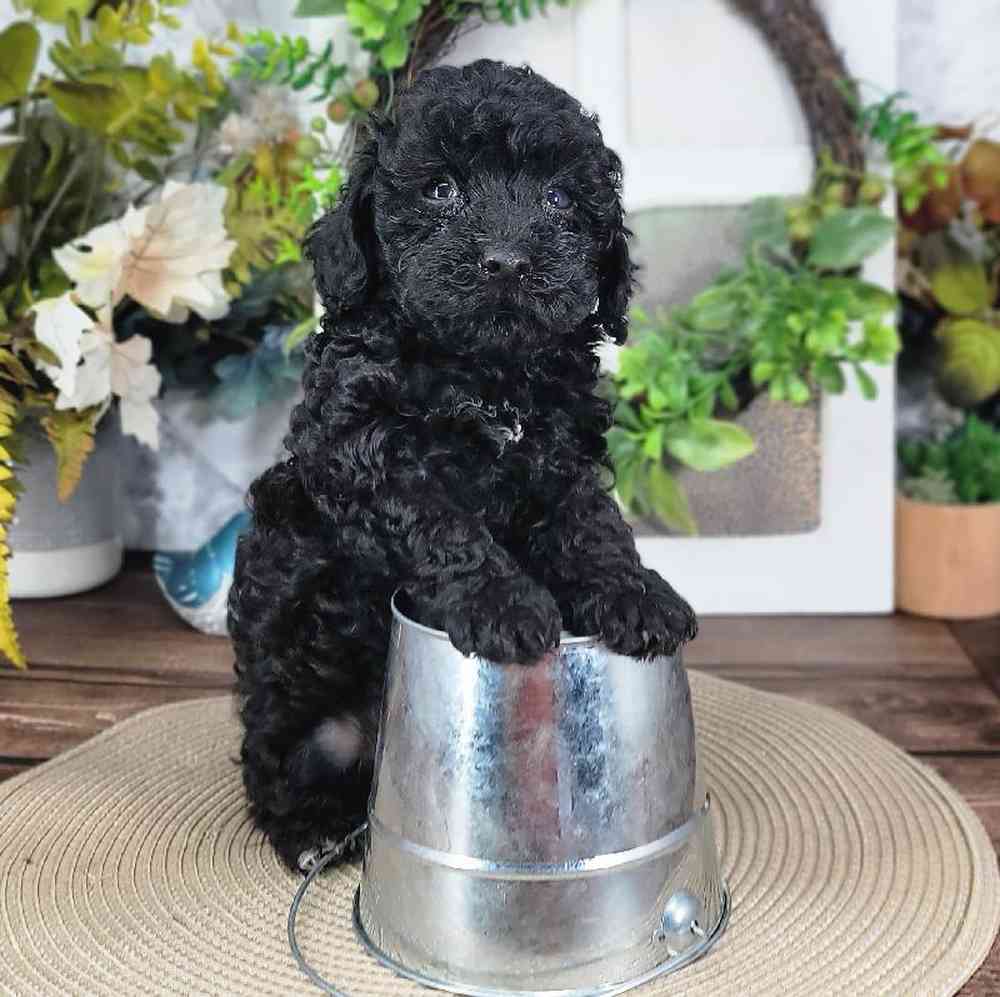 Mark -  Attractive Male Mini Poodle