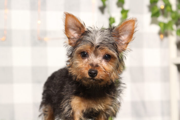 Marlin - Male Yorkie Puppy