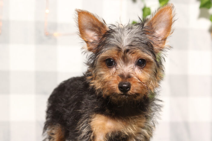 Marlin - Male Yorkie Puppy - Image 3