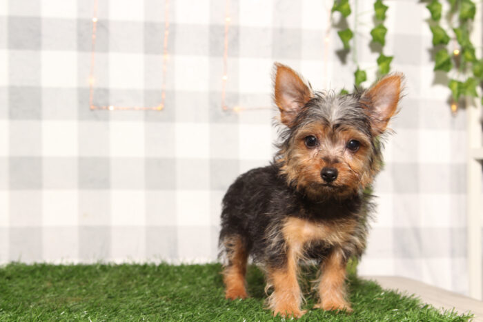 Marlin - Male Yorkie Puppy - Image 2